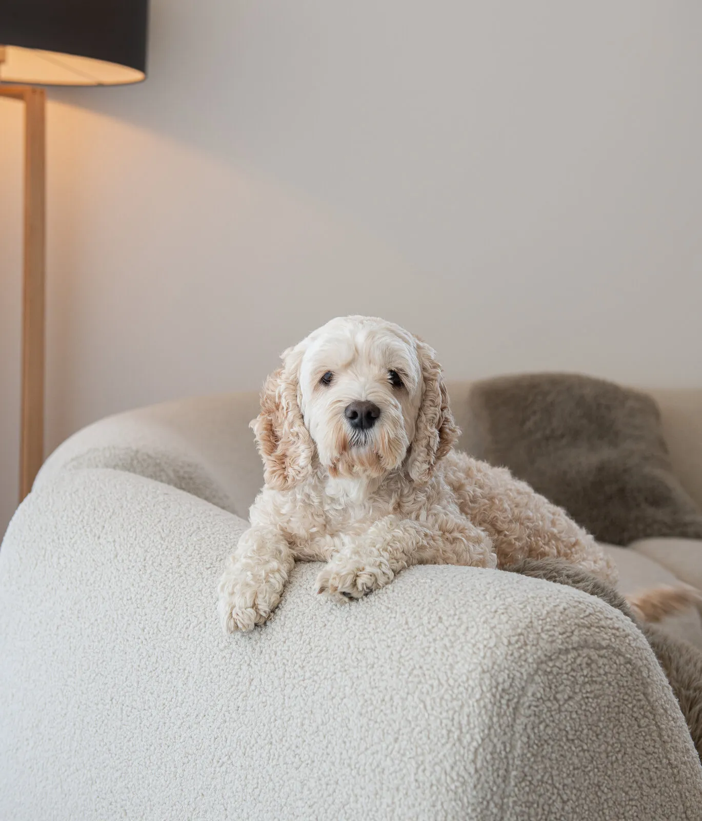 A dog resting on a linen sofa in the afternoon light of an Adelaide custom home